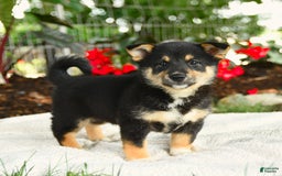 Shiba Inu dogs for sale: Haven - Image 4