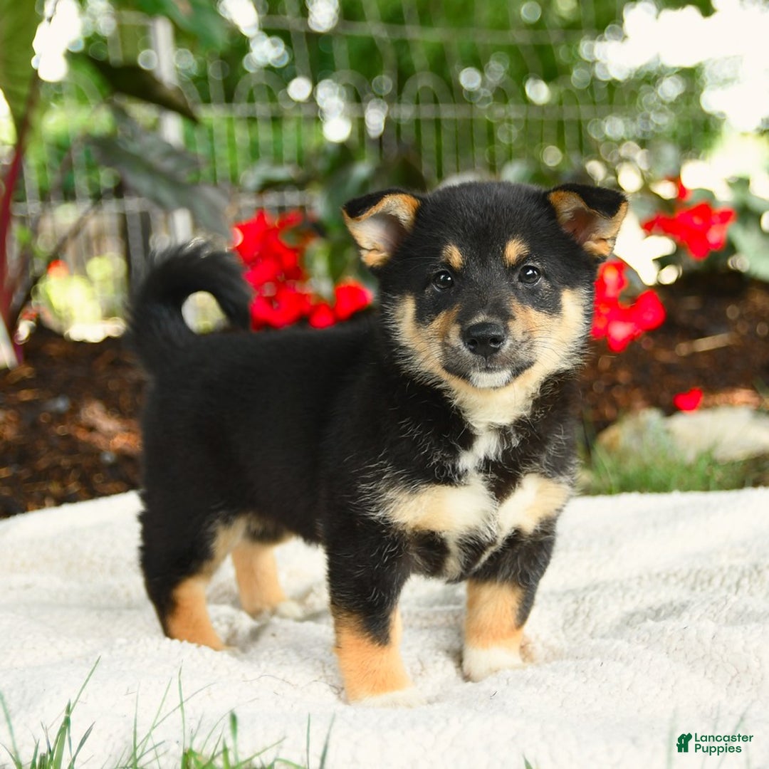 Shiba Inu dogs for sale: Haven - Image 4