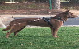 Belgian Malinois dogs for sale: Ula - Image 8