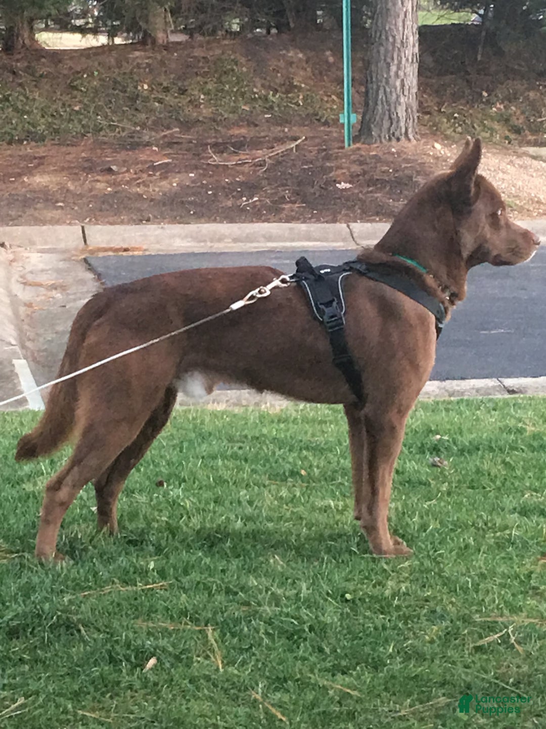 Belgian Malinois dogs for sale: Ula - Image 8