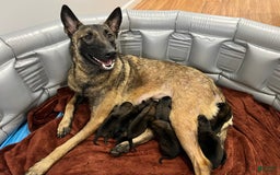 Belgian Malinois dogs for sale: Blue Clifford - Image 2
