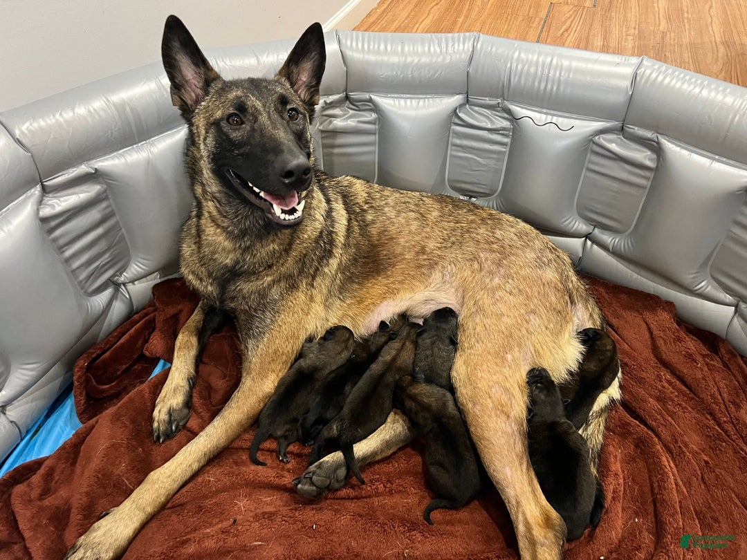 Belgian Malinois dogs for sale: Blue Clifford - Image 2