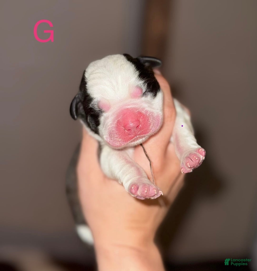 Saint Bernard dogs for sale: Iris - Image 2