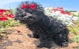 Toy Poodle dogs for sale: Ember - Image 8