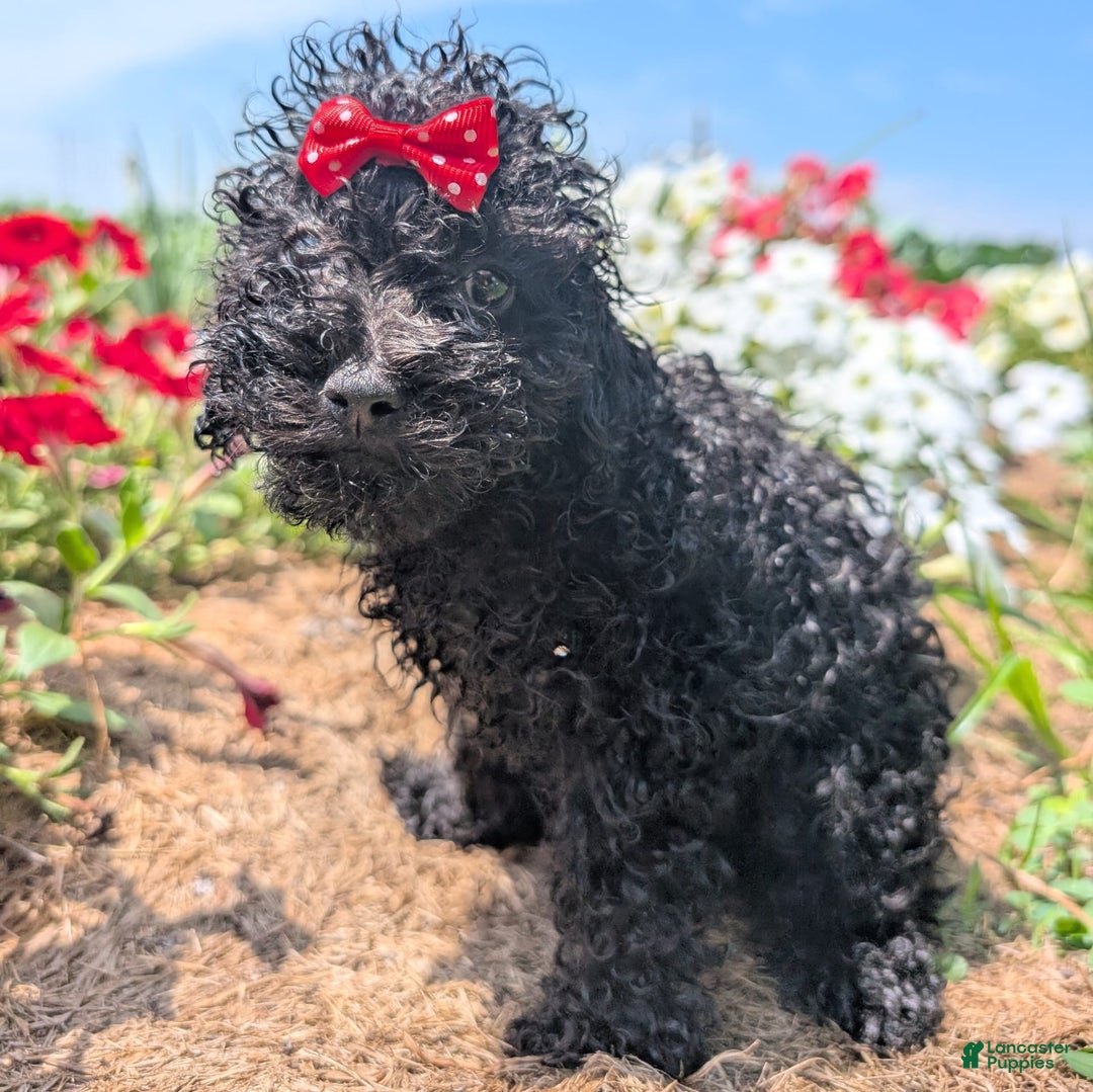 Toy Poodle dogs for sale: Ember - Image 8