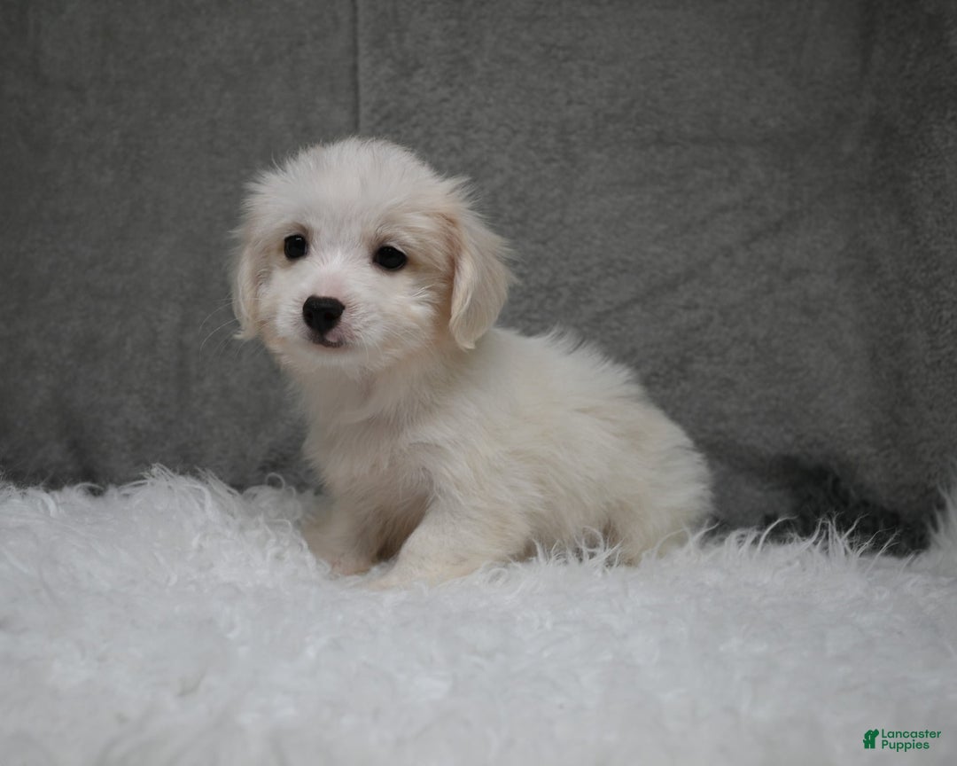 Maltipoo dogs for sale: Timothy - Image 6