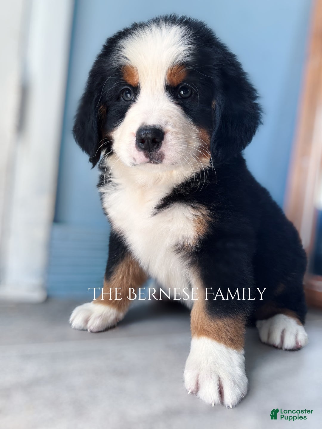 Bernese Mountain Dog dogs for sale: Male - Image 5