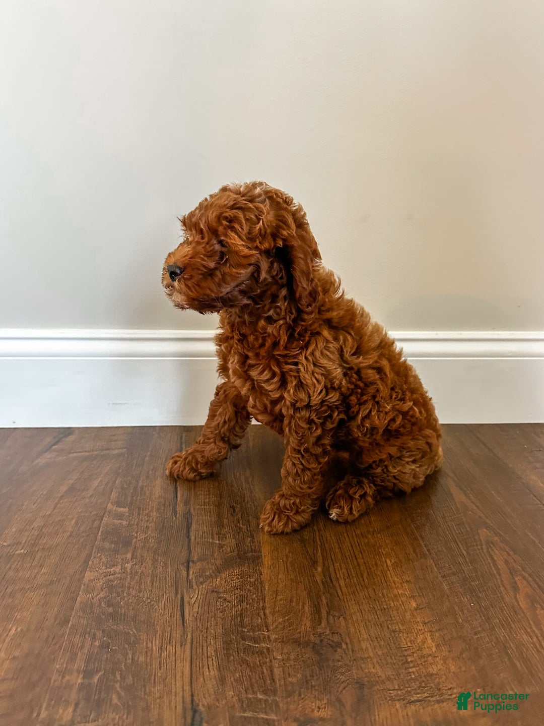 Mini Goldendoodle dogs for sale: Rosco - Image 4