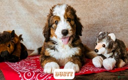 Bernedoodle dogs for sale: Dusty - Image 19