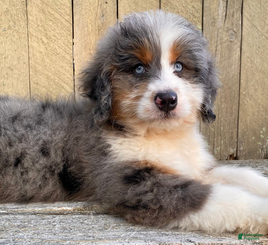 Mini Bernedoodle dogs for sale: 🤎 In Boston Massachusetts 🤎 Two Blue Eyes 🤎 Mini Bernedoodle 🤎 - Image 3