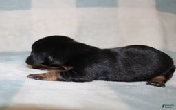 Miniature Dachshund dogs for sale: Mary Mini - Image 3