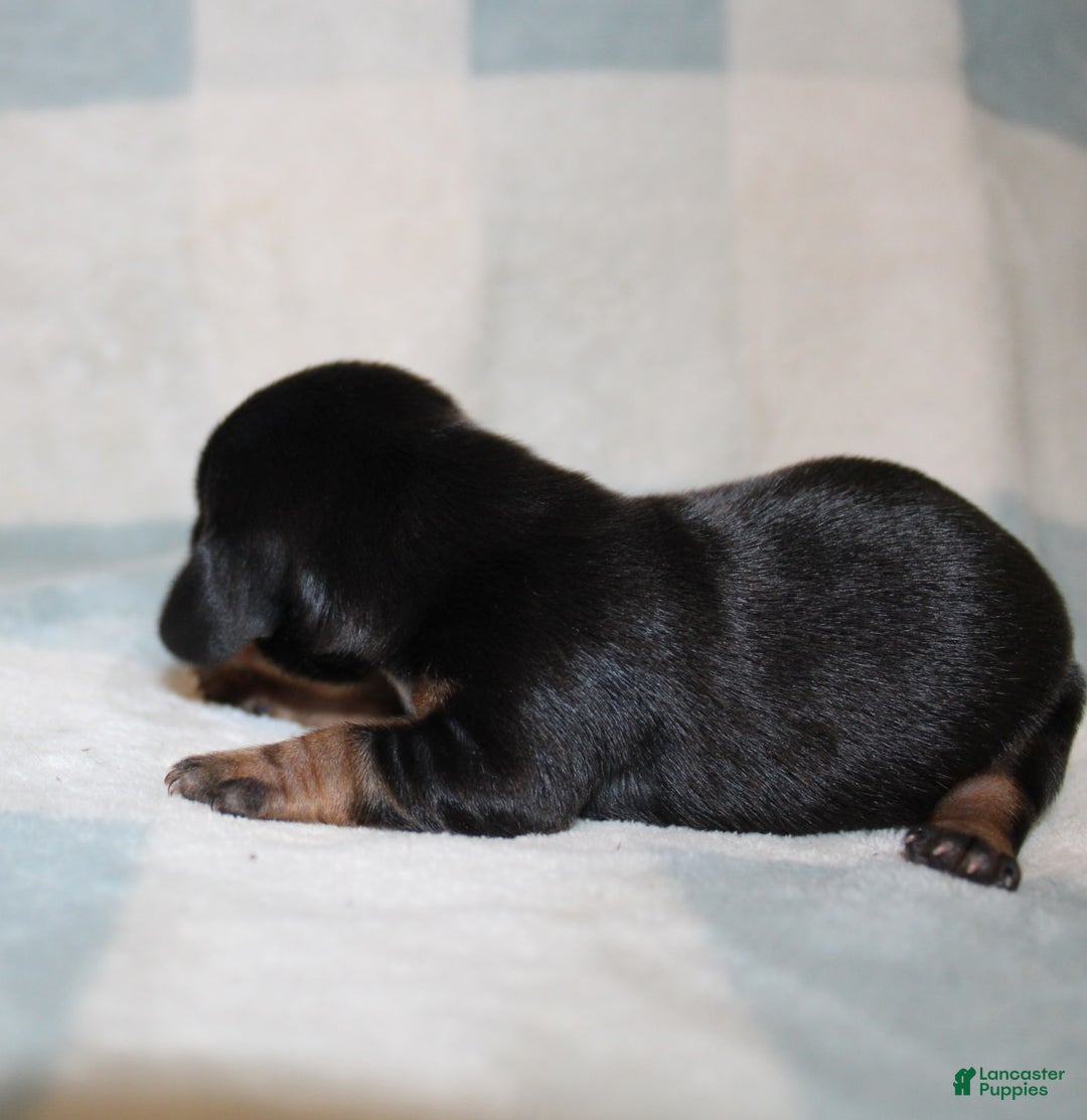 Miniature Dachshund dogs for sale: Mary Mini - Image 3