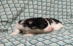 Pomeranian dogs for sale: Lilly Pad - Image 6