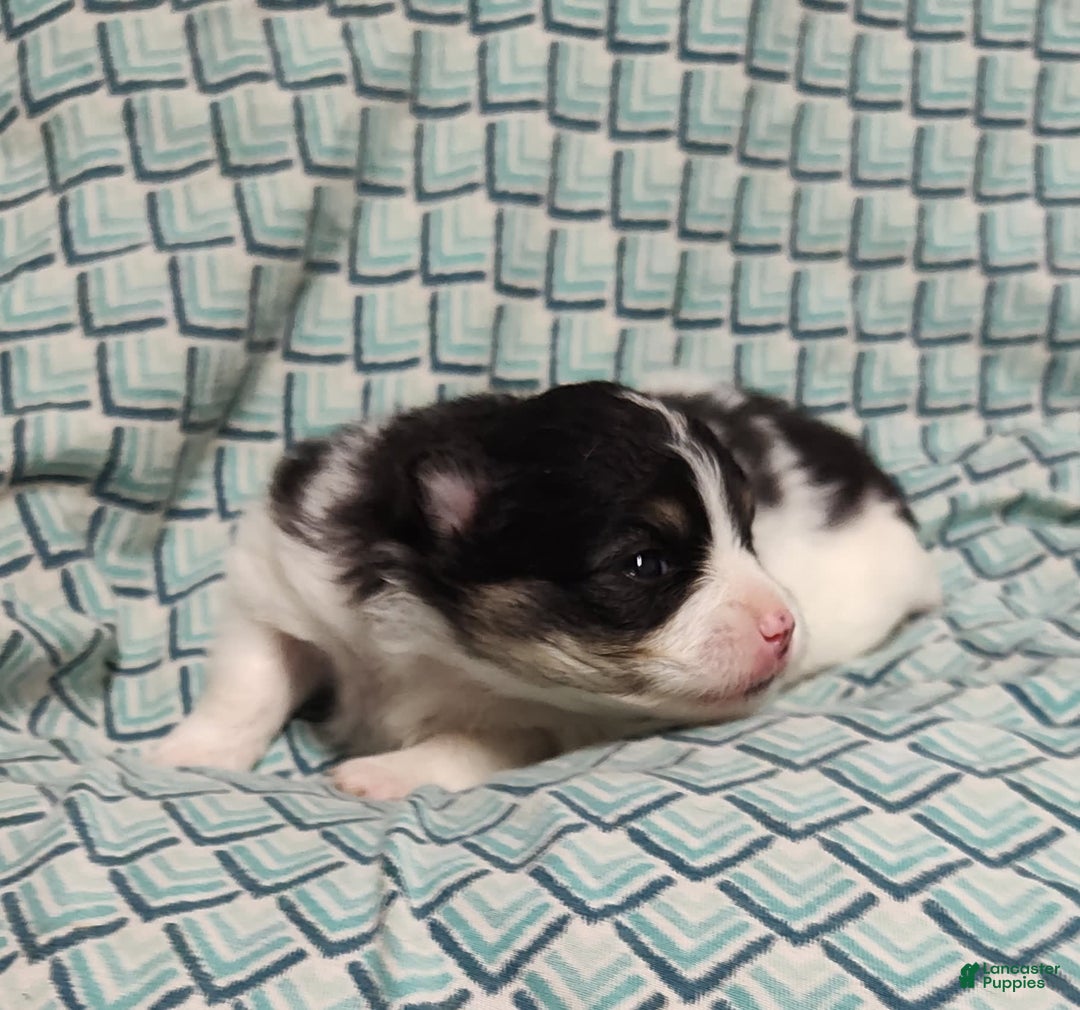 Pomeranian dogs for sale: Lilly Pad - Image 6