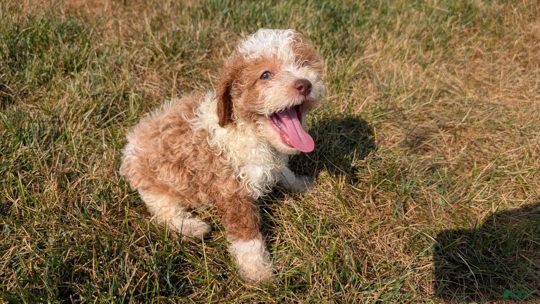Cavapoo dogs for sale: Kya - Image 8