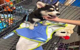 Pomsky dogs for sale: Coco - Image 2