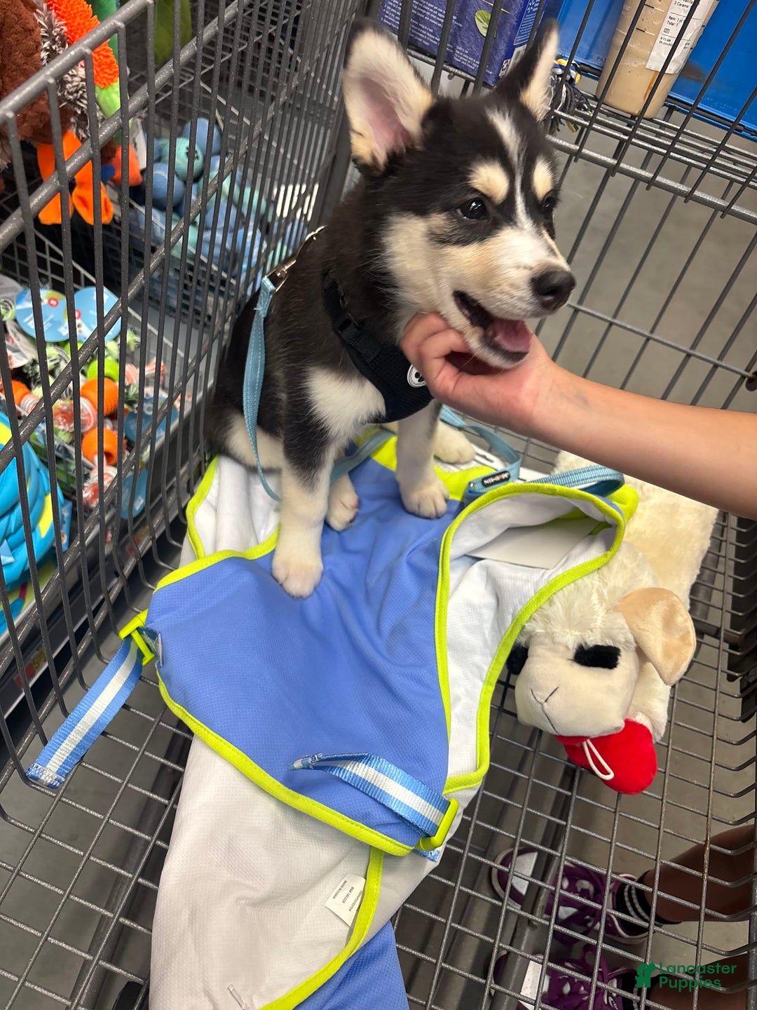 Pomsky dogs for sale: Coco - Image 2