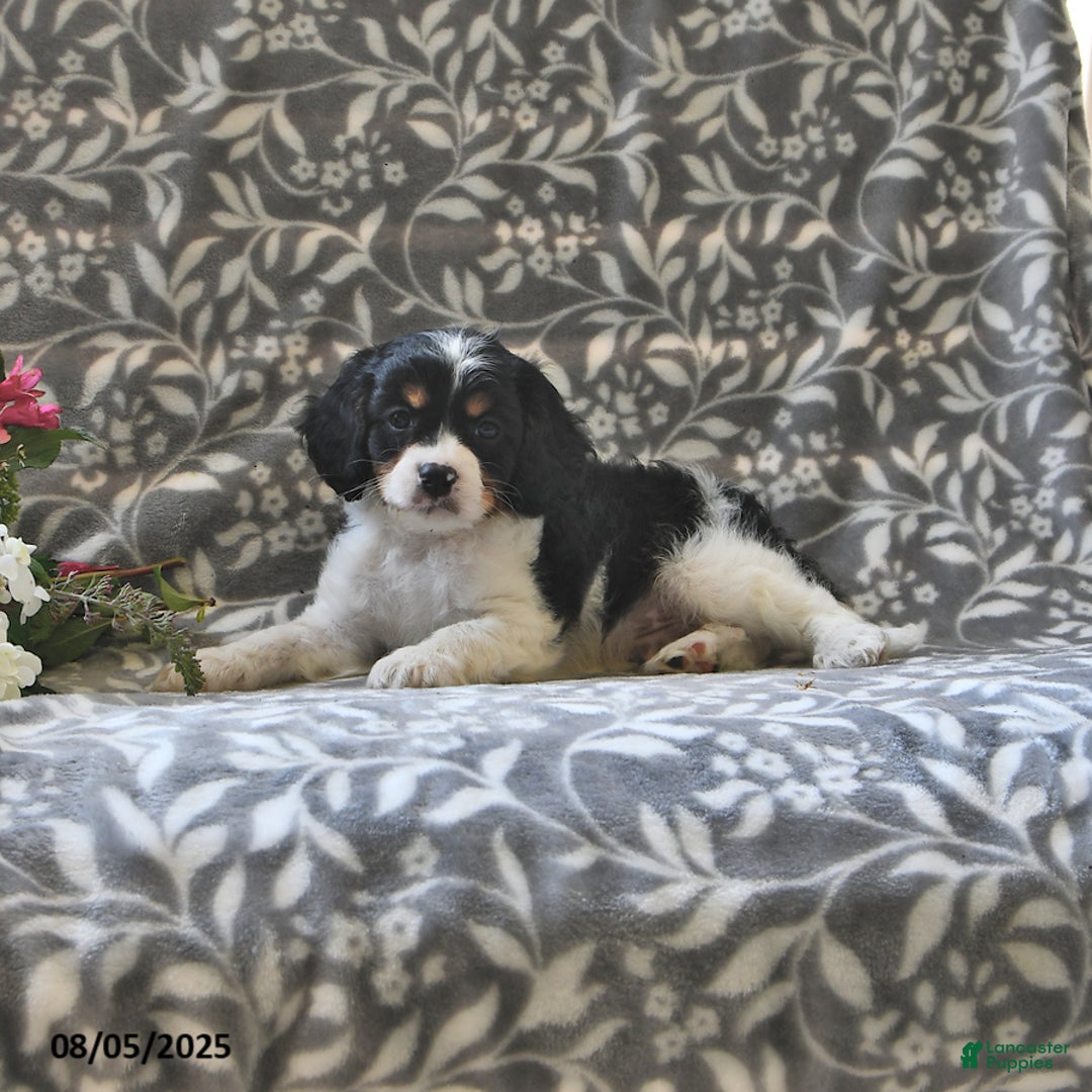 Cavapoo dogs for sale: Blazer - Image 4