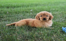 Golden Retriever dogs for sale: Golden Retriever 8 puppies - Image 22