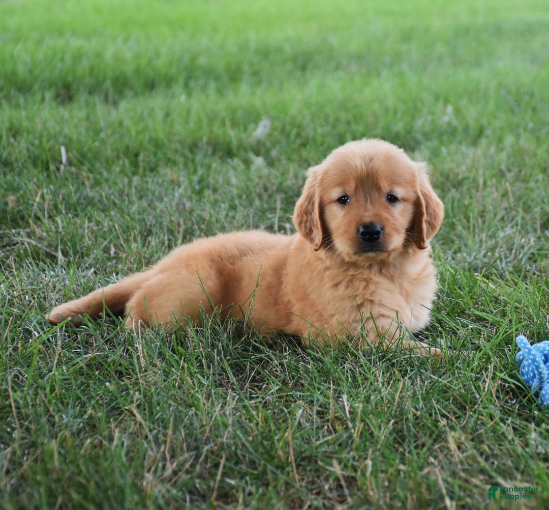 Golden Retriever dogs for sale: Golden Retriever 8 puppies - Image 22
