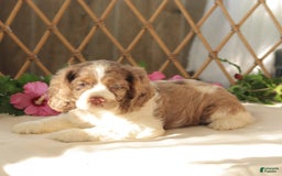 Cocker Spaniel dogs for sale: Maverick - Image 3
