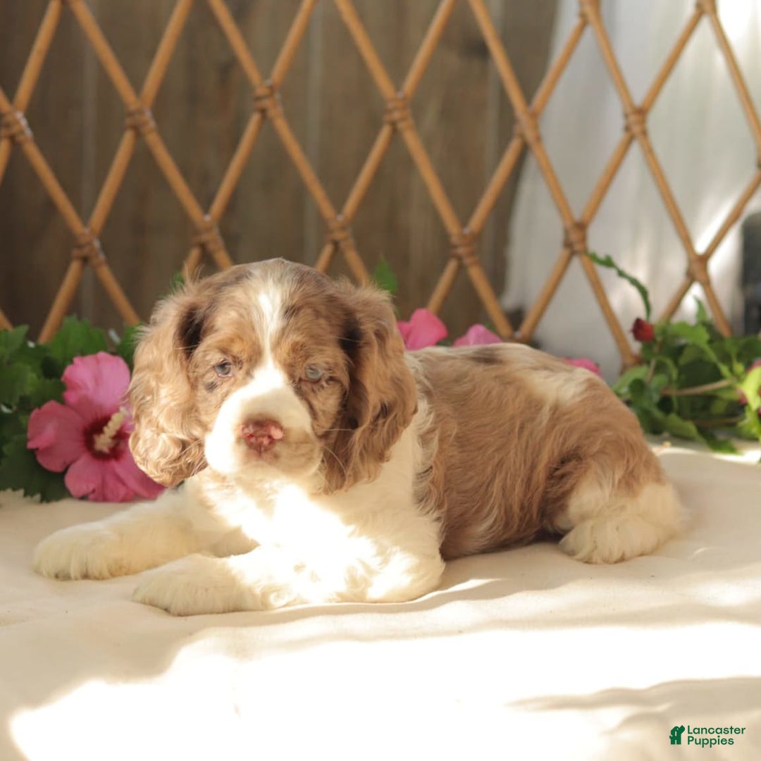 Cocker Spaniel dogs for sale: Maverick - Image 3