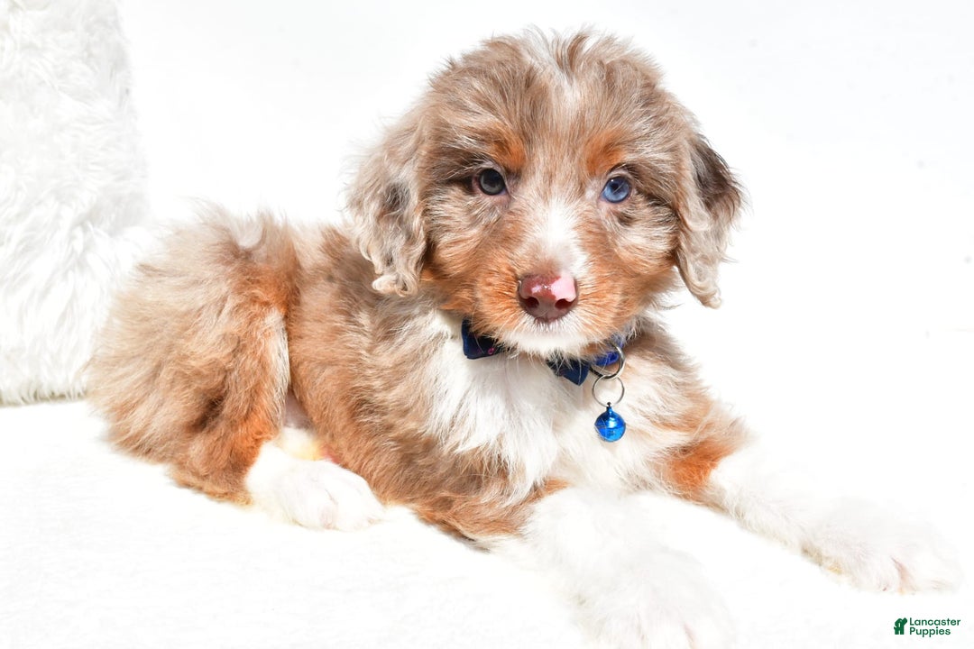 Mini Aussiedoodle dogs for sale: Eden - Image 4