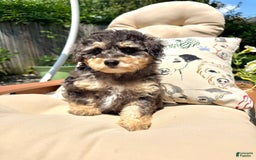 Mini Goldendoodle dogs for sale: Bailey - Image 1