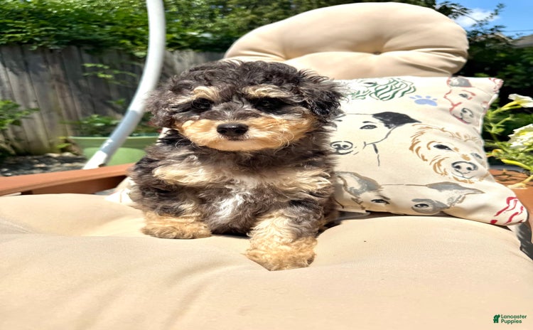 Mini Goldendoodle dogs for sale - Ad 2