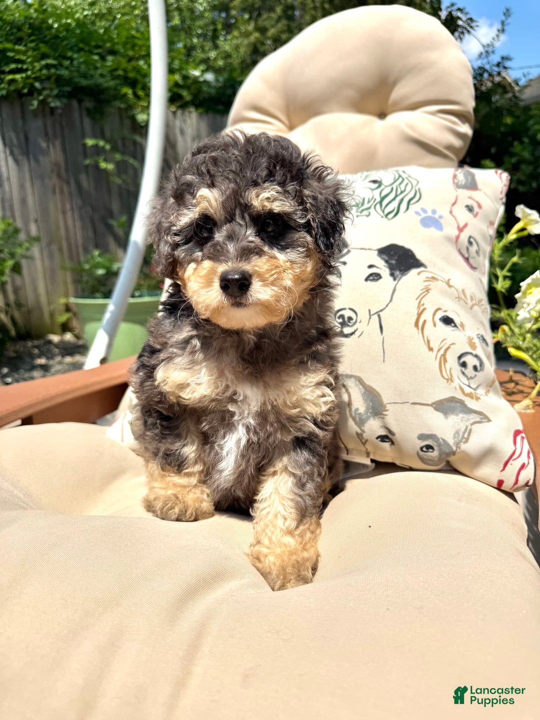 Mini Goldendoodle dogs for sale: Bailey - Image 1