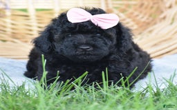 Yorkiepoo dogs for sale: Plaid - Image 14