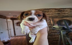 Miniature Dachshund dogs for sale: Cinnamini - Image 1