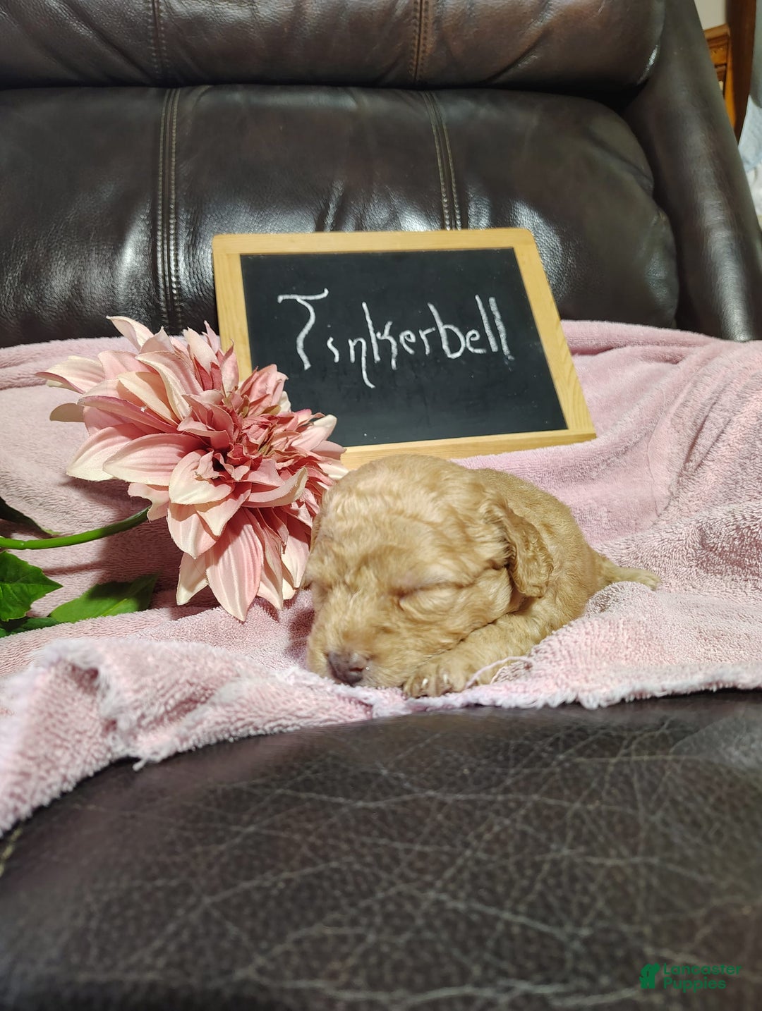 Mini Goldendoodle dogs for sale: Tinkerbell - Image 8