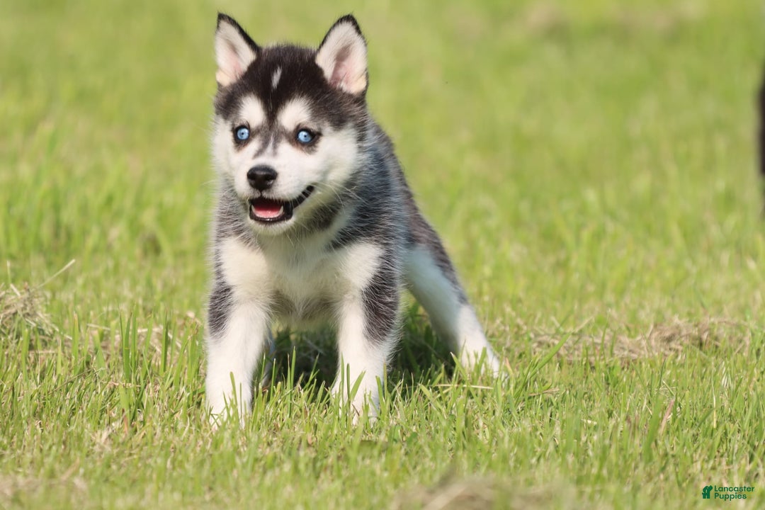 Alaskan Klee Kai dogs for sale: Princess - Image 2