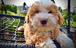 Havapoo dogs for sale: Whisky - Image 1