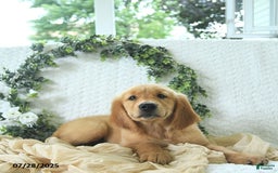 Golden Retriever dogs for sale: Andy - Image 4