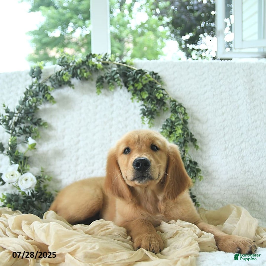 Golden Retriever dogs for sale: Andy - Image 4