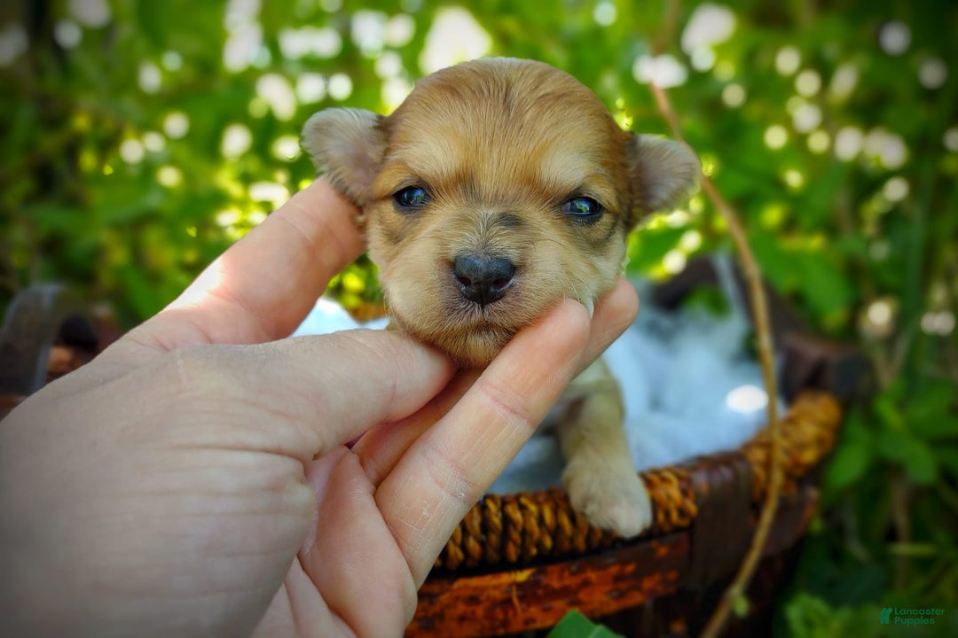 Morkie dogs for sale: Rare Gold Merle Bumblebee - Image 17