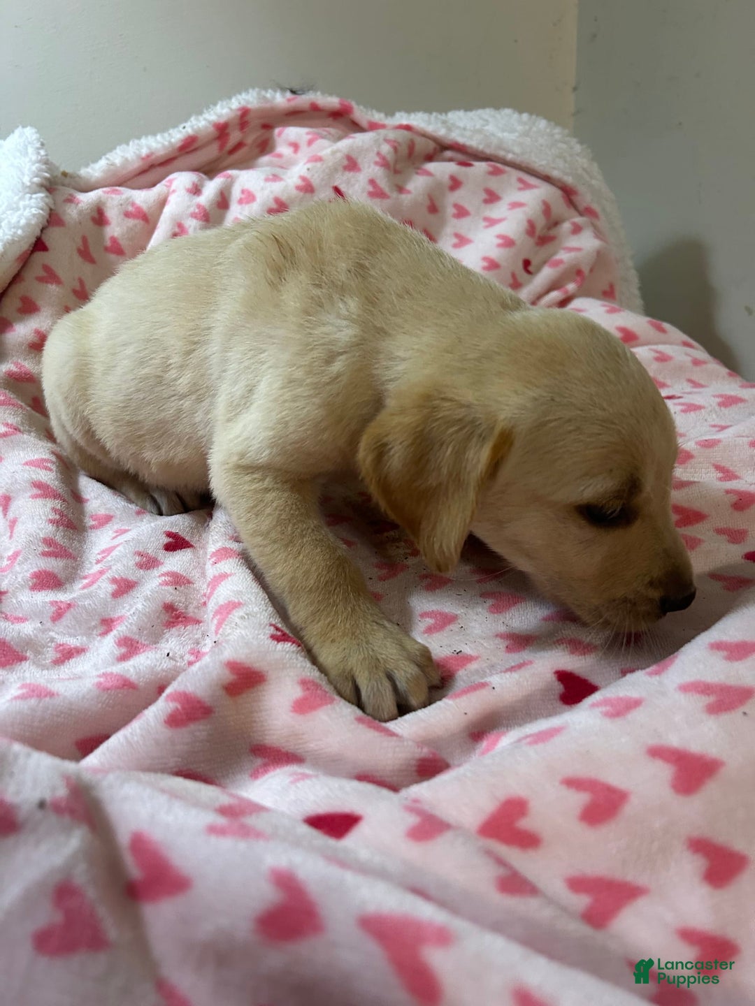 Goldador dogs for sale: Nicky - Image 2