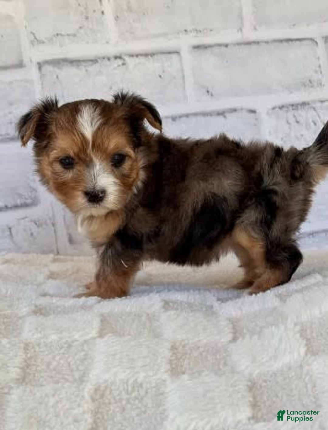 Morkie dogs for sale: Dema - Image 3