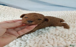 Toy Poodle dogs for sale: Kinley - Image 3