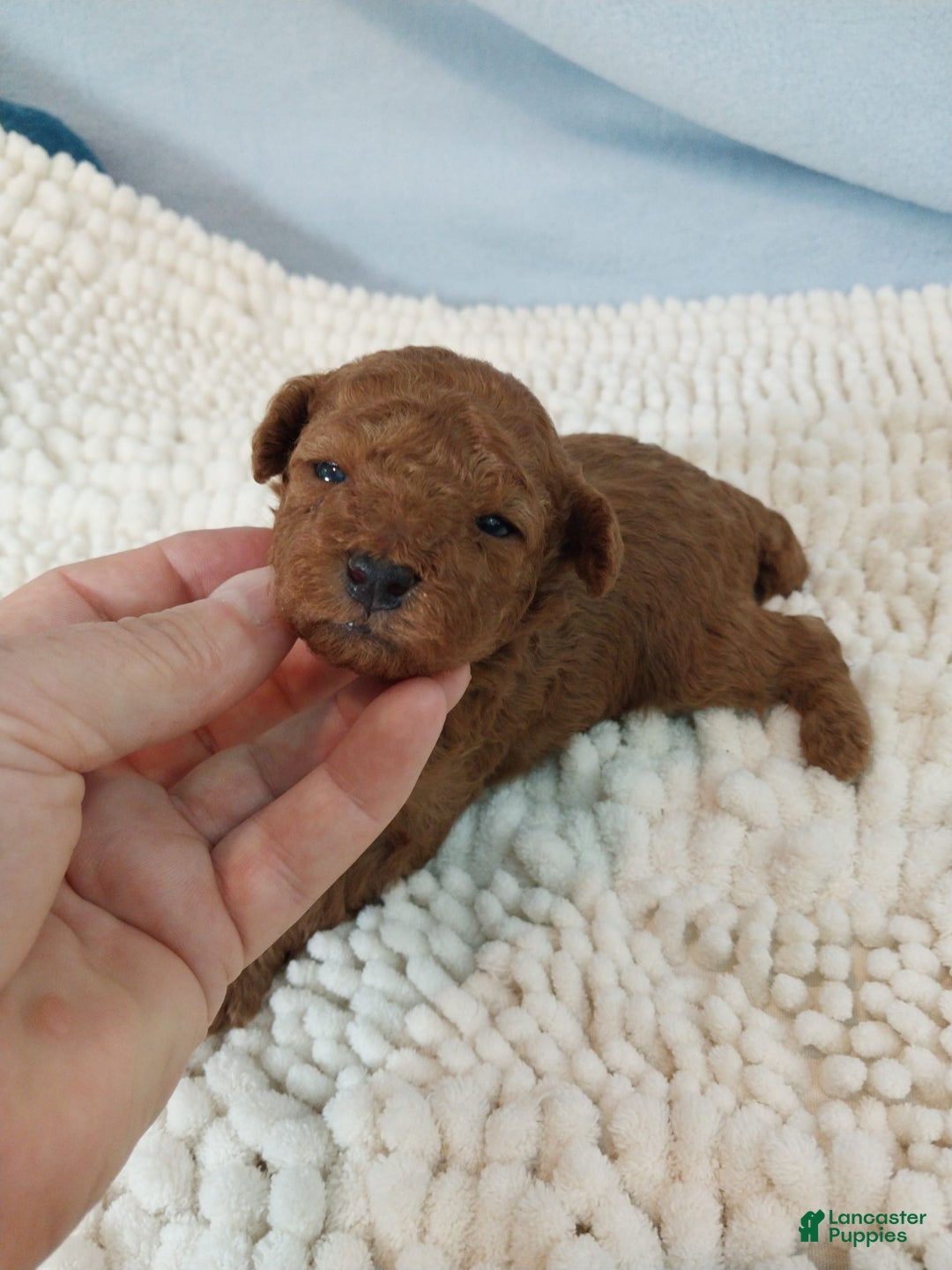 Toy Poodle dogs for sale: Kinley - Image 3