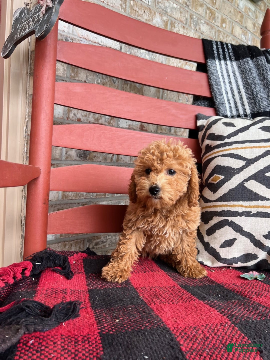  dogs for sale: Disney - Image 3