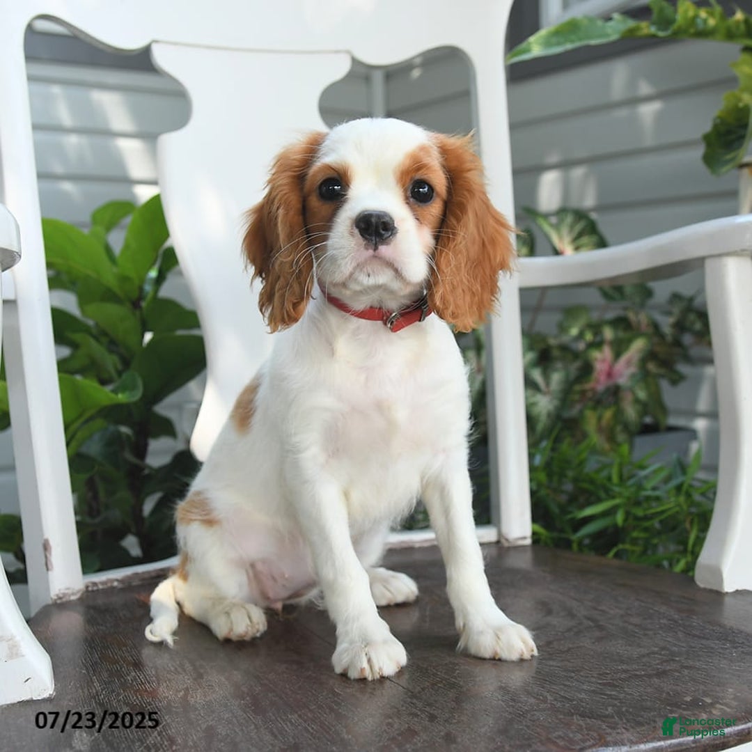 Cavalier King Charles Spaniel dogs for sale: Brookie - Image 6