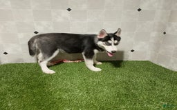 Siberian Husky dogs for sale: Lannie - Image 6