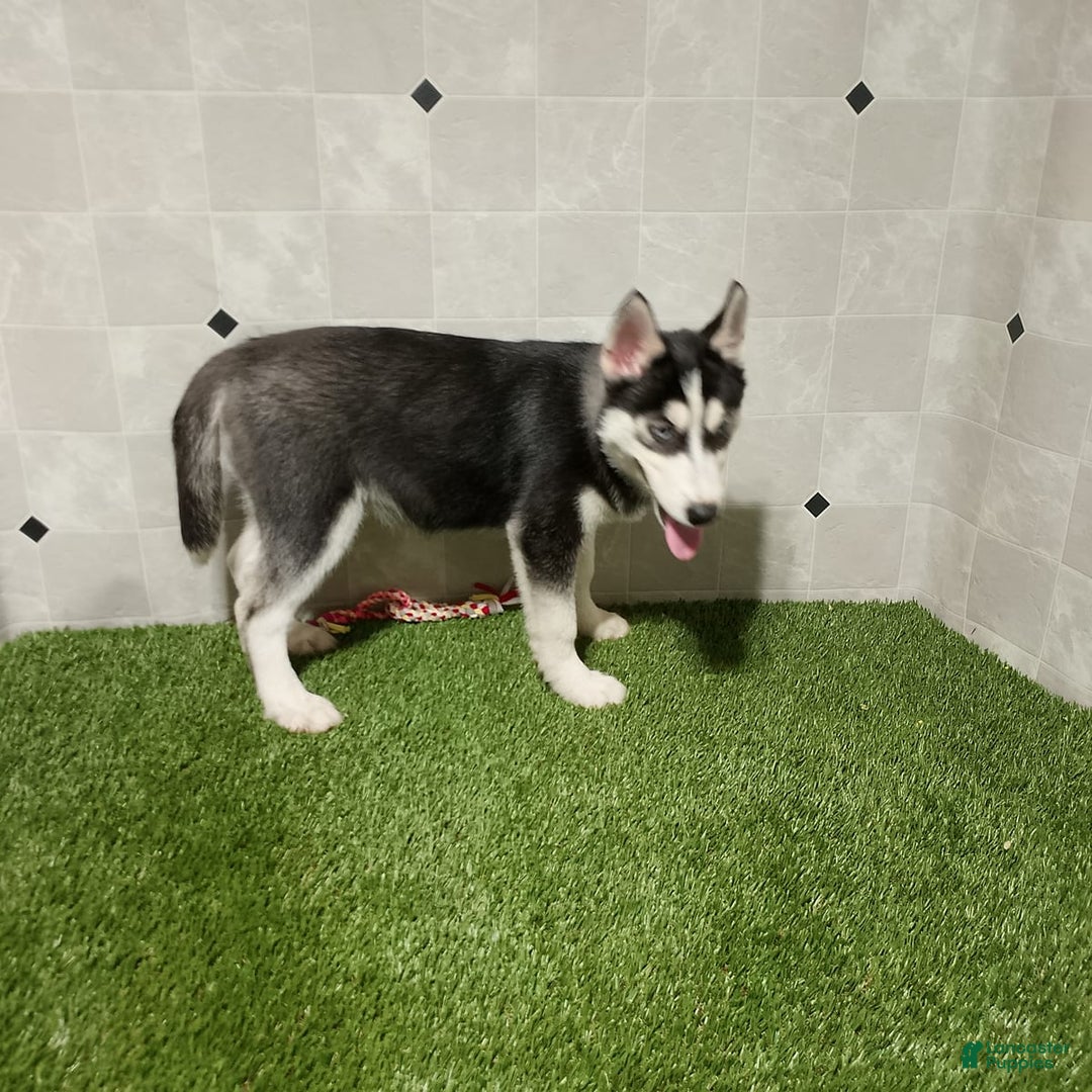 Siberian Husky dogs for sale: Lannie - Image 6