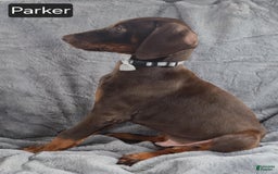 Doberman Pinscher dogs for sale: Parker - Image 5
