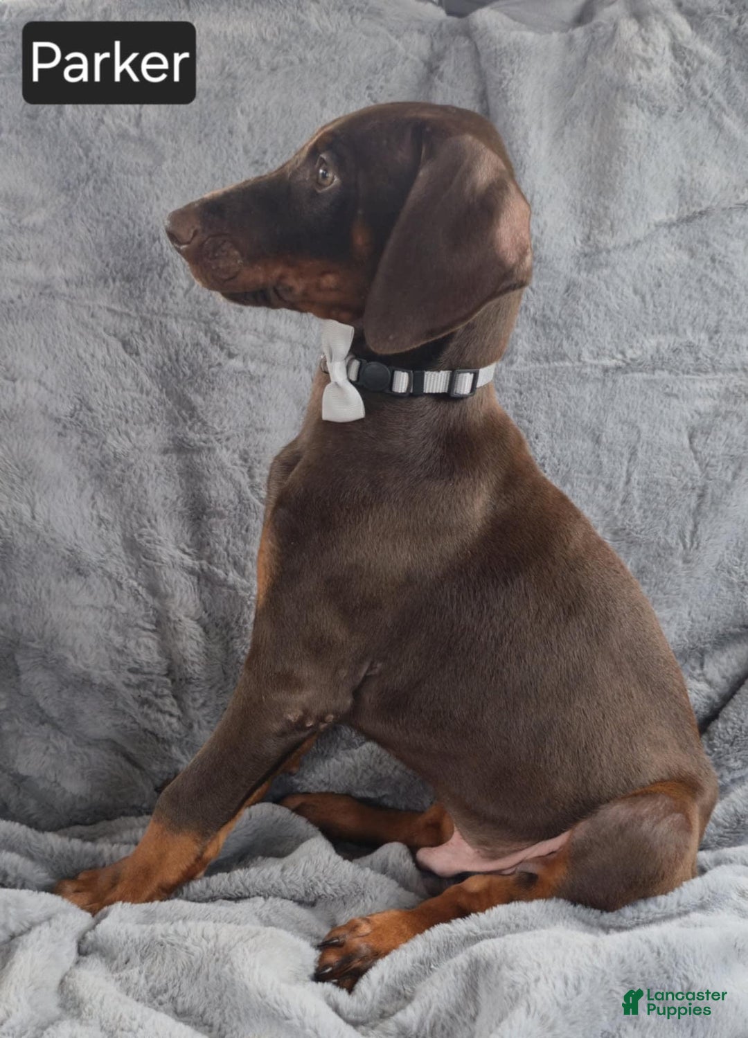 Doberman Pinscher dogs for sale: Parker - Image 5