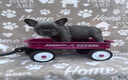 Frenchton dogs for sale: Carly - Image 2