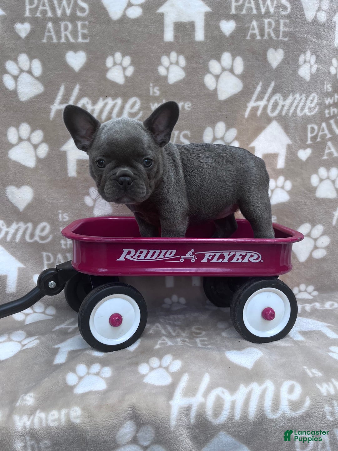 Frenchton dogs for sale: Carly - Image 2